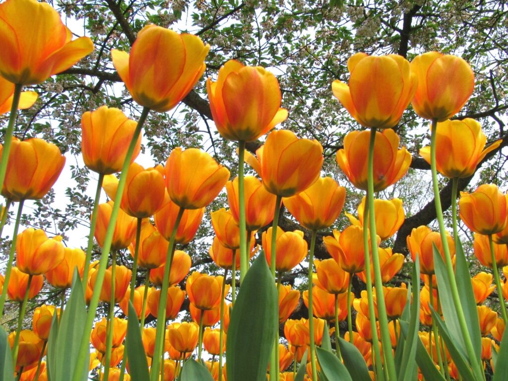 Vibrant Orange Tulips Close-Up Against Lush Spring Foliage Background Wallpaper