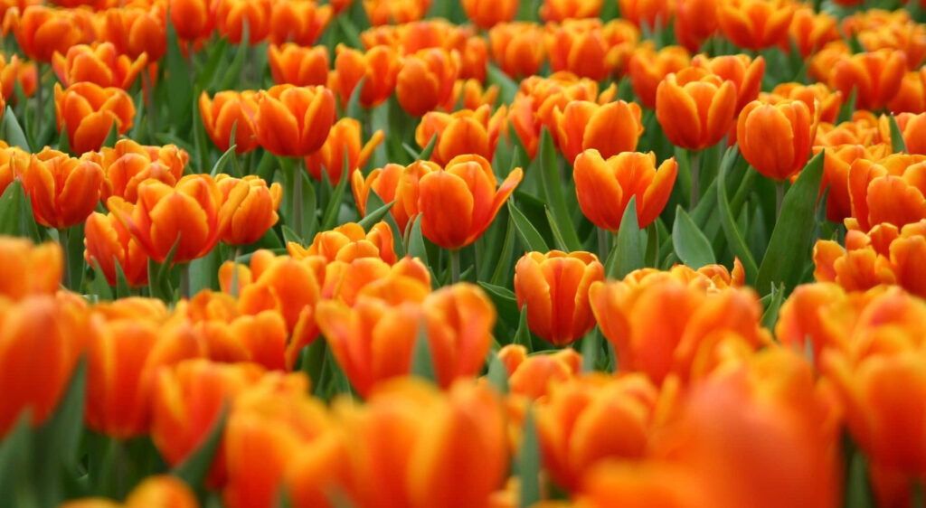 Spring Bloom: Vibrant Orange Tulips Wallpaper for Cheerful Background