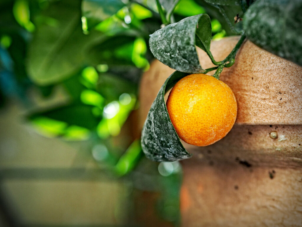 Vibrant Citrus Wallpaper: Fresh Orange on Tree with Green Leaves