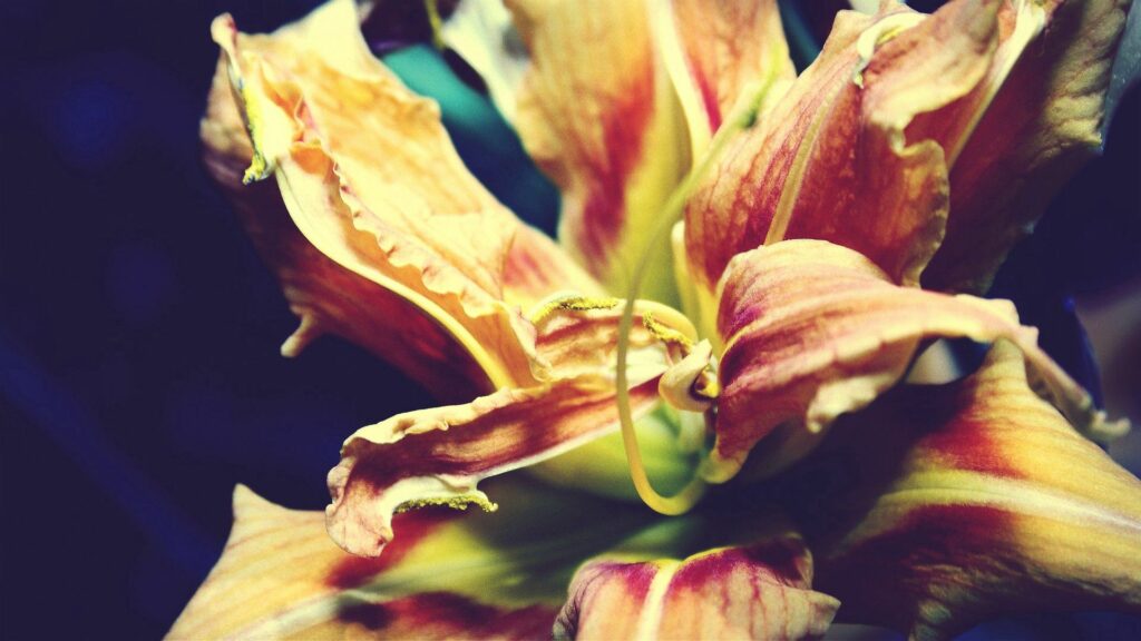 Vibrant Flower Close-Up in Warm Orange & Yellow - Dark Wallpaper