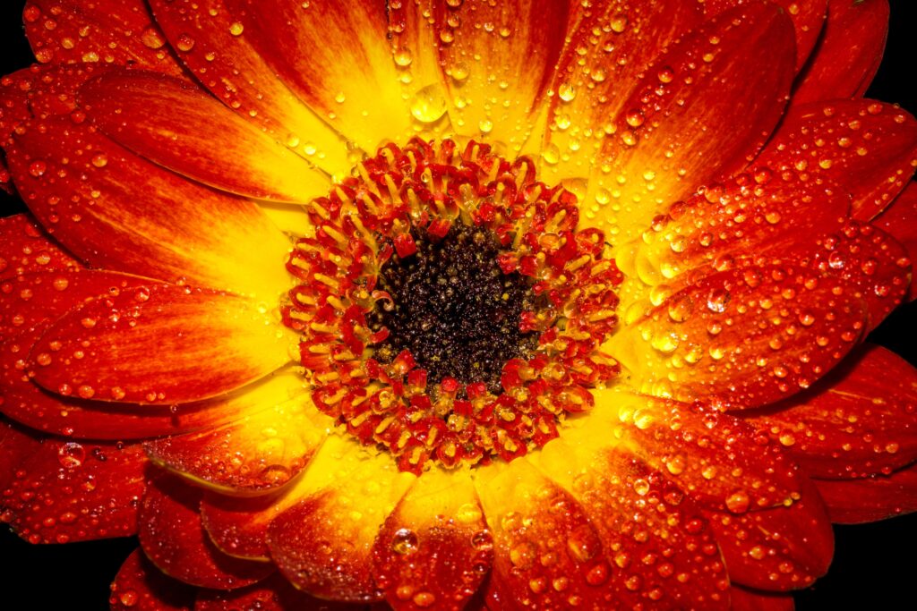 Radiant Orange & Yellow Flower Wallpaper with Dewy Petals