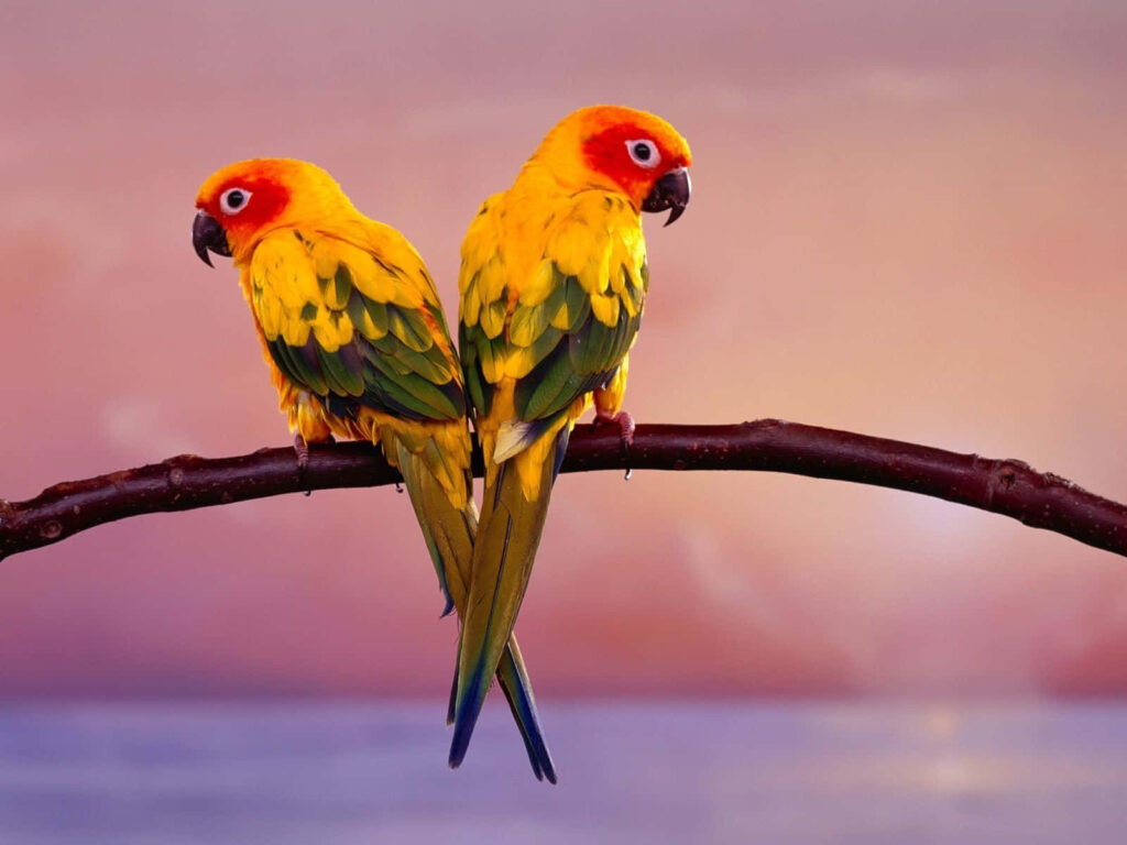 Vibrant Parrots Wallpaper: Sunset Scene with Green Wings