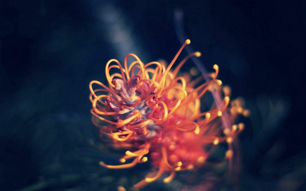 Vibrant Orange & Yellow Plant Wallpaper: Soft Light on Dark Background