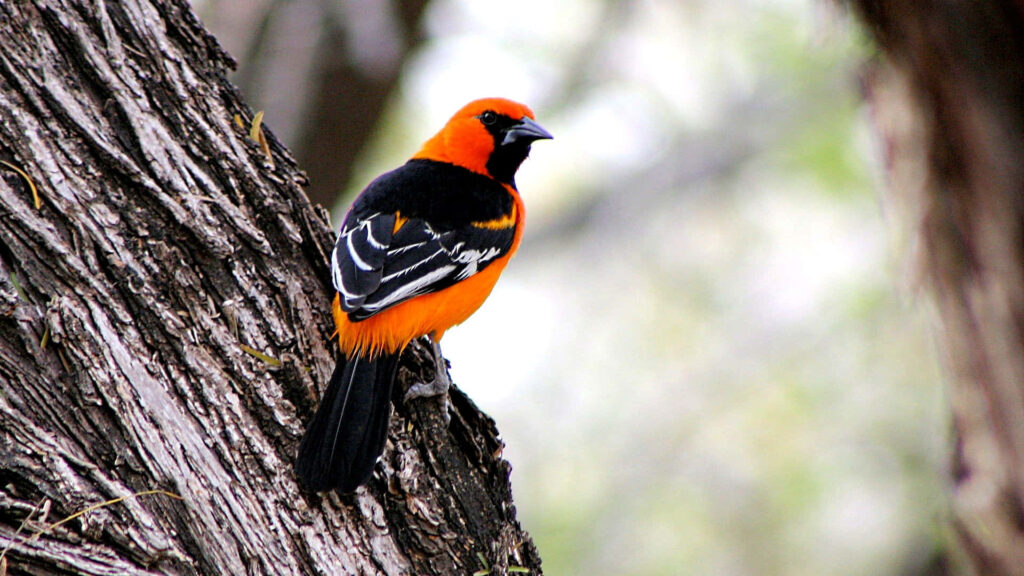 Vibrant Orange and Black Bird on Tree Bark - Stunning Nature Scene Wallpaper