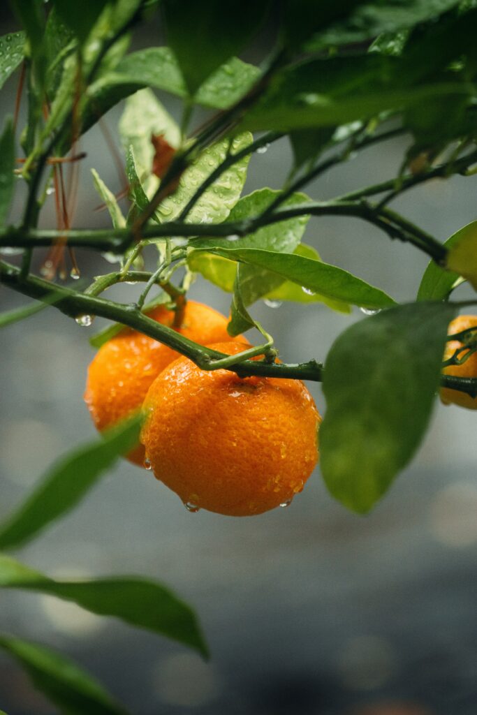 Vibrant Oranges with Water Droplets - Fresh Nature Wallpaper