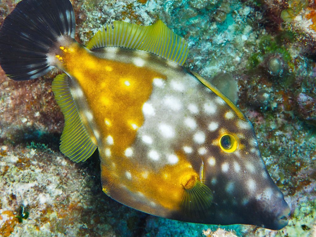 Orangespotted Filefish with white spots on golden body swimming near rocky reef underwater wallpaper
