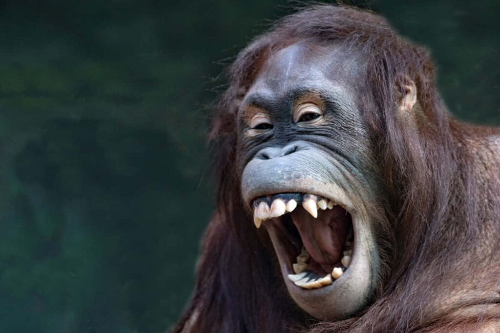 Lively Laughing Orangutan Wallpaper with Lush Green Background