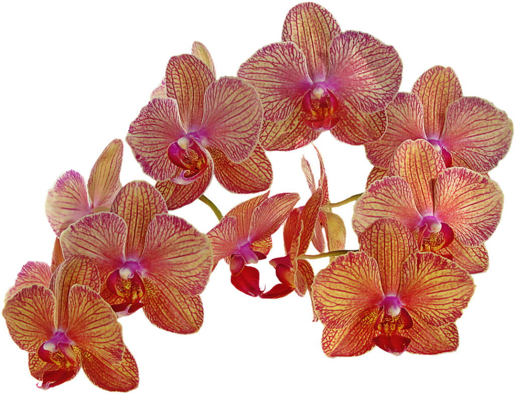 Vibrant Orchid Wallpaper: Intricate Pink & Orange Floral Design