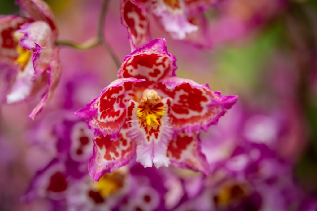 Vibrant Orchid Flower Wallpaper: Intricate Petals & Gentle Blur