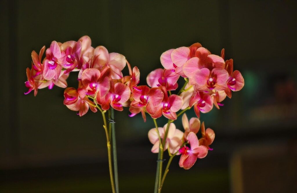 Vibrant Orchid Background: Exotic Beauty in Full Bloom Wallpaper