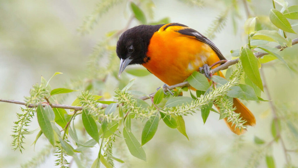 Vibrant Oriole Eating Worm Amidst Lush Greenery Wallpaper