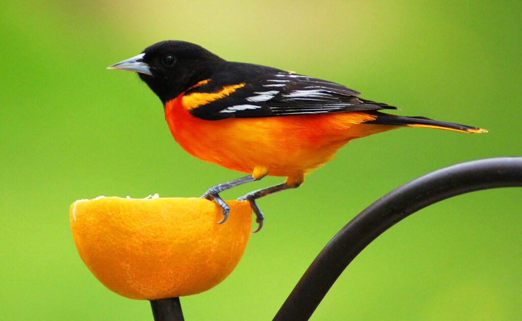 Vibrant Orange and Black Oriole on Orange Slice - Nature Wallpaper