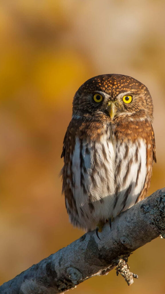 Vibrant Owl Phone Wallpaper with Blurred Warm Background
