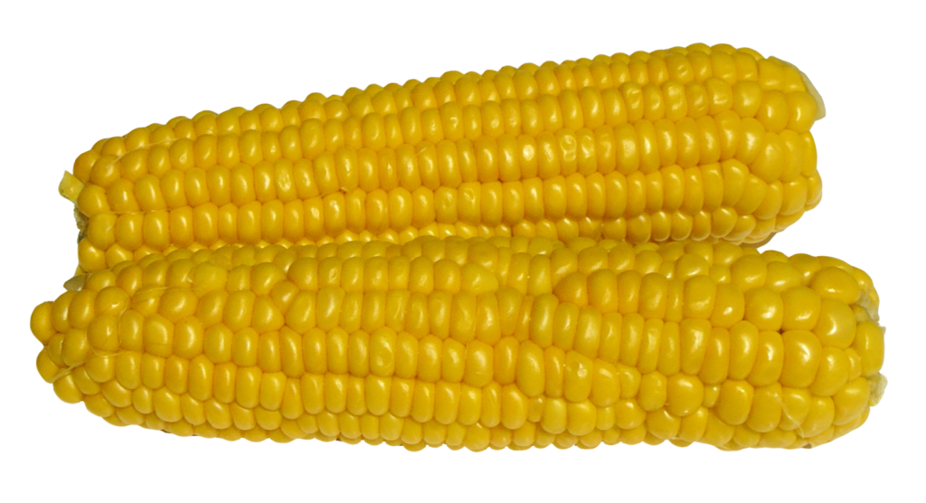 Fresh Corn Cobs PNG: Vibrant Golden Kernels for Wallpaper Background