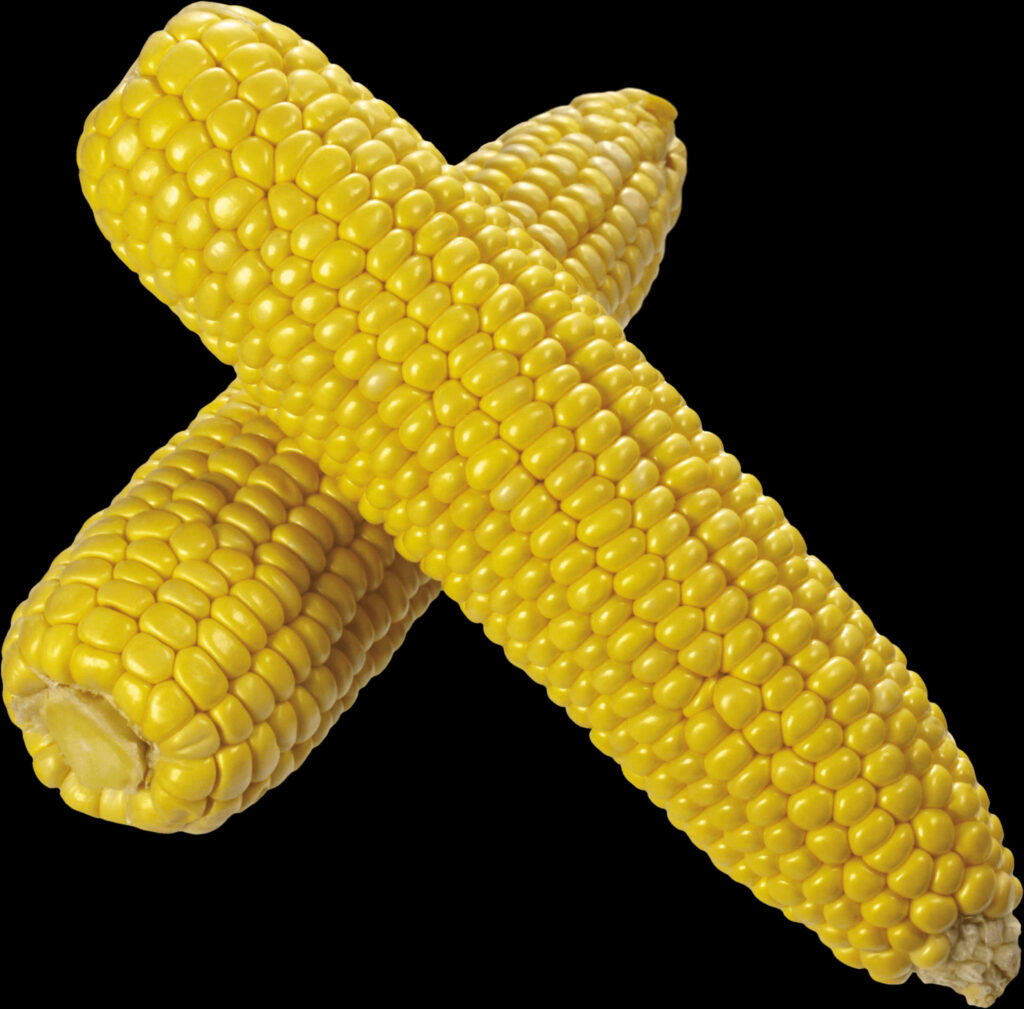 Vibrant PNG Image of Crossed Corn Cobs - Fresh Wallpaper Background