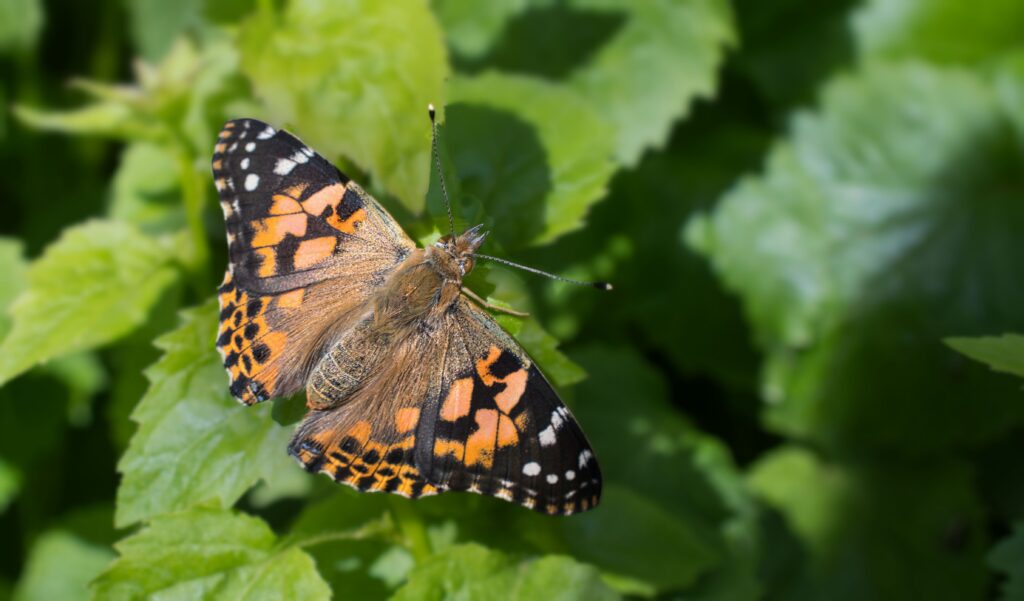 Vibrant Painted Lady Butterfly Macro on Green Leaves - Wallpaper