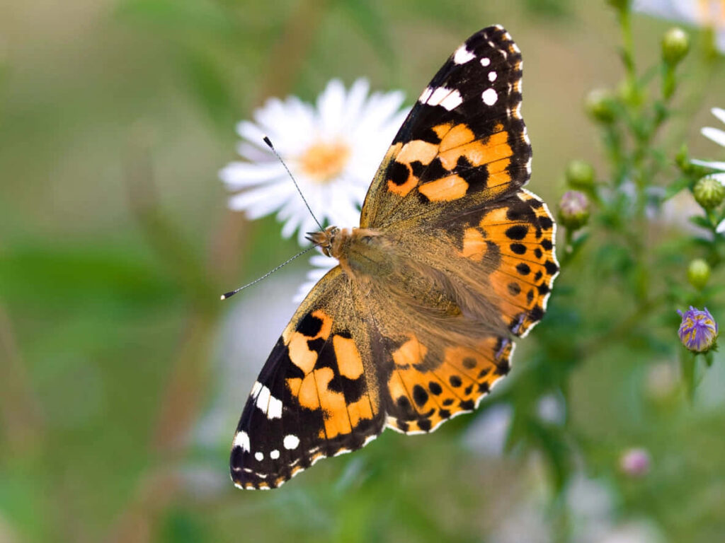 Vibrant Painted Lady Butterfly on Flower - Stunning Wallpaper Background