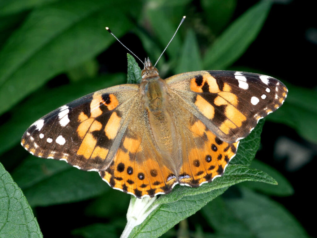 Vibrant Painted Lady Butterfly Wallpaper on Green Leaf Background
