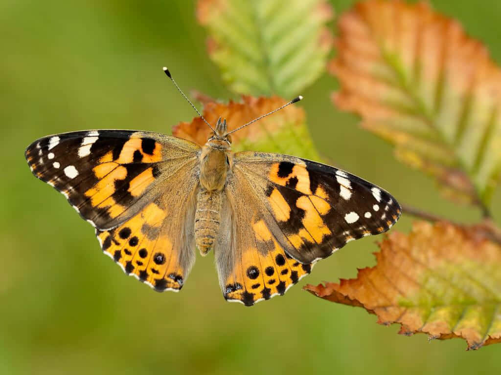 Vibrant Painted Lady Butterfly Wallpaper - Striking Orange & Black Design