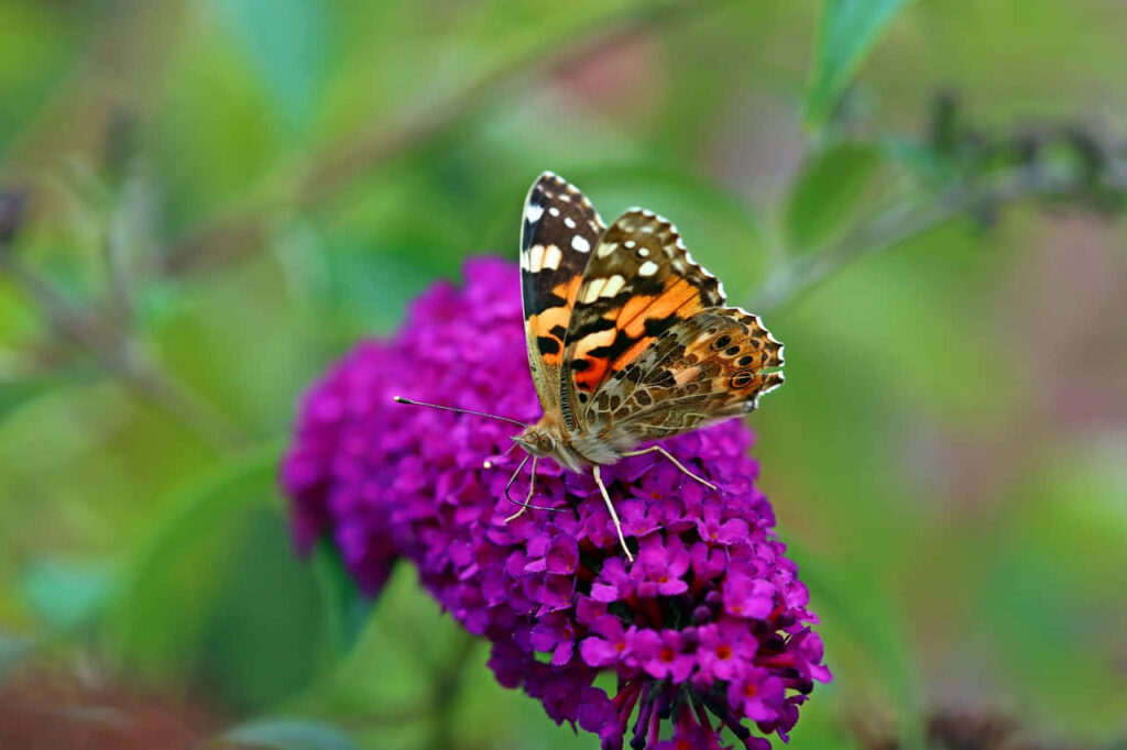 Vibrant Wallpaper: Painted Lady Butterfly on Purple Flower Background