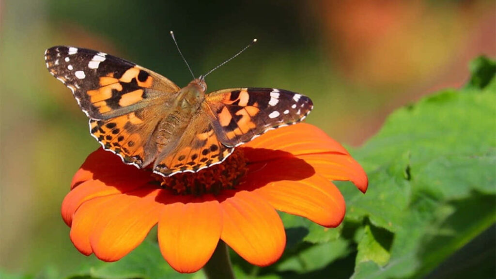 Vibrant Painted Lady Butterfly on Orange Flower - Nature Wallpaper