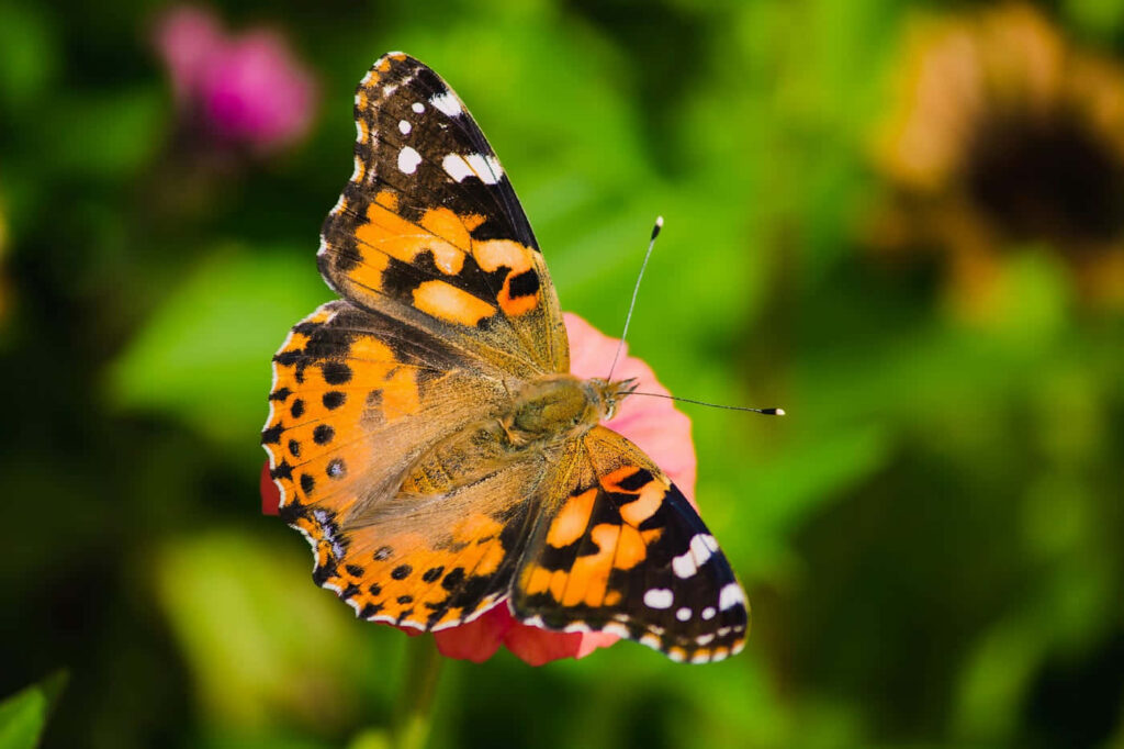 Colorful Painted Lady Butterfly on Pink Flower - Nature Wallpaper