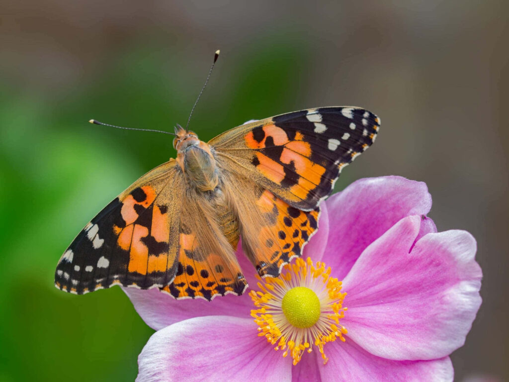 Vibrant Painted Lady Butterfly on Pink Flower - Nature Wallpaper