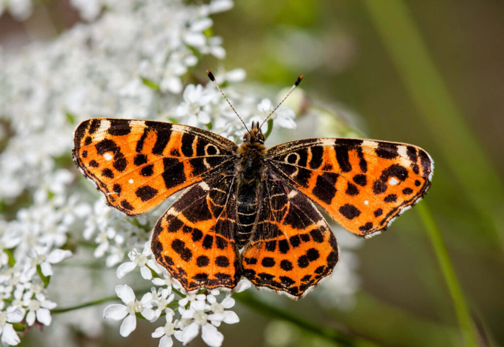 Vibrant Painted Lady Butterfly on White Flowers - Nature Wallpaper