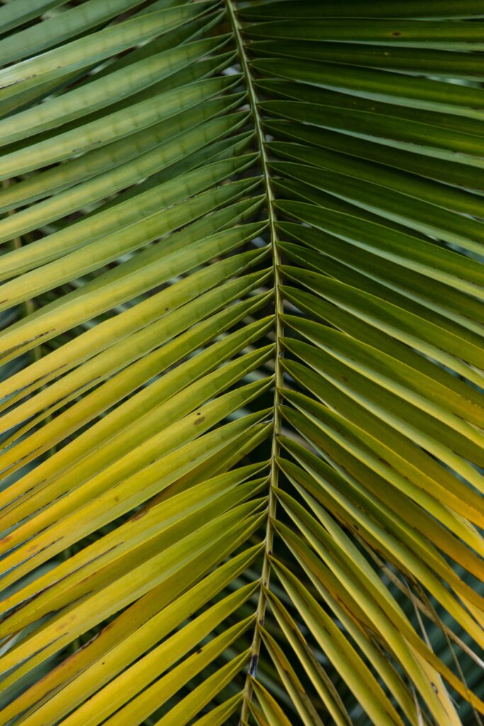 Vibrant Palm Leaf Macro: Intricate Green & Yellow Patterns Wallpaper