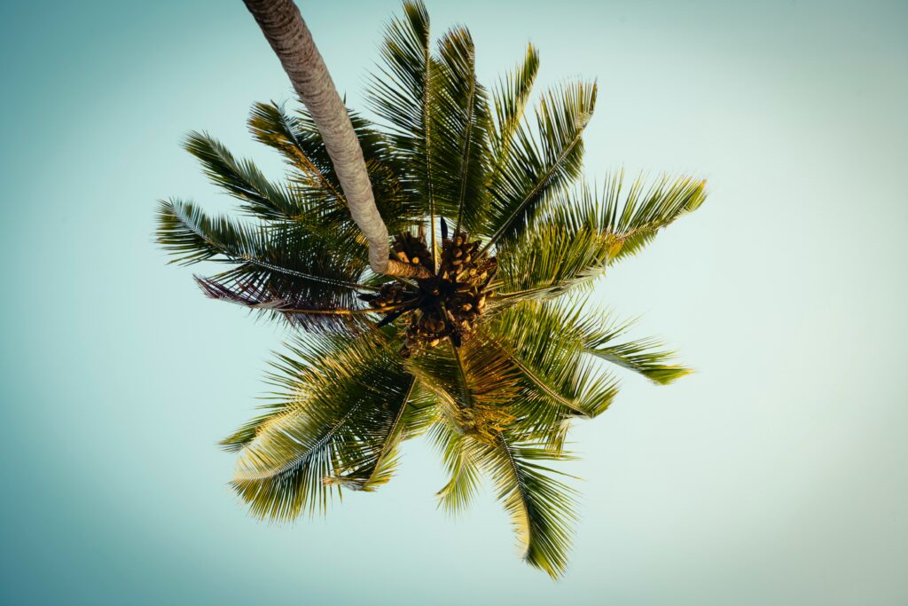 Vibrant bottom view of palm tree with lush green leaves against clear blue sky wallpaper background
