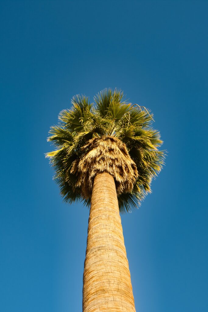 Bottom view of tall palm tree with textured trunk and green fronds against clear blue sky wallpaper
