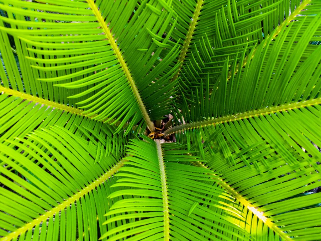 Top view of vibrant green palm tree leaves with symmetrical branches nature wallpaper background
