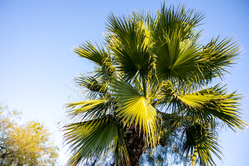 Fan-shaped palm tree branches with lush green leaves against a clear blue sky wallpaper background