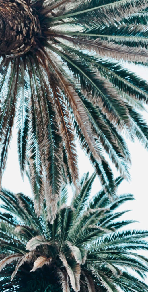 Tropical Palm Tree Wallpaper: Serene Fronds Against a Bright Sky