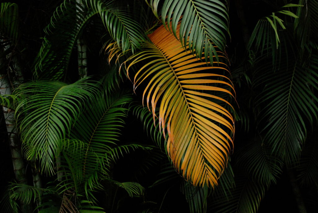 Vibrant Palm Leaf Wallpaper: Macro Green with Yellow Contrast