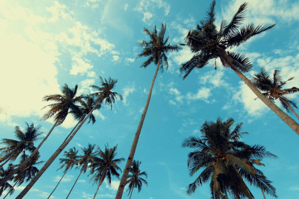 Tropical Palm Trees Wallpaper: Serene Blue Sky & Cloud Background