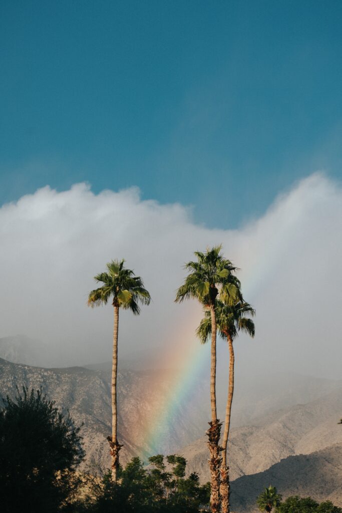 Vibrant wallpaper with tall palm trees mountains bright sky and vivid rainbow arching through clouds