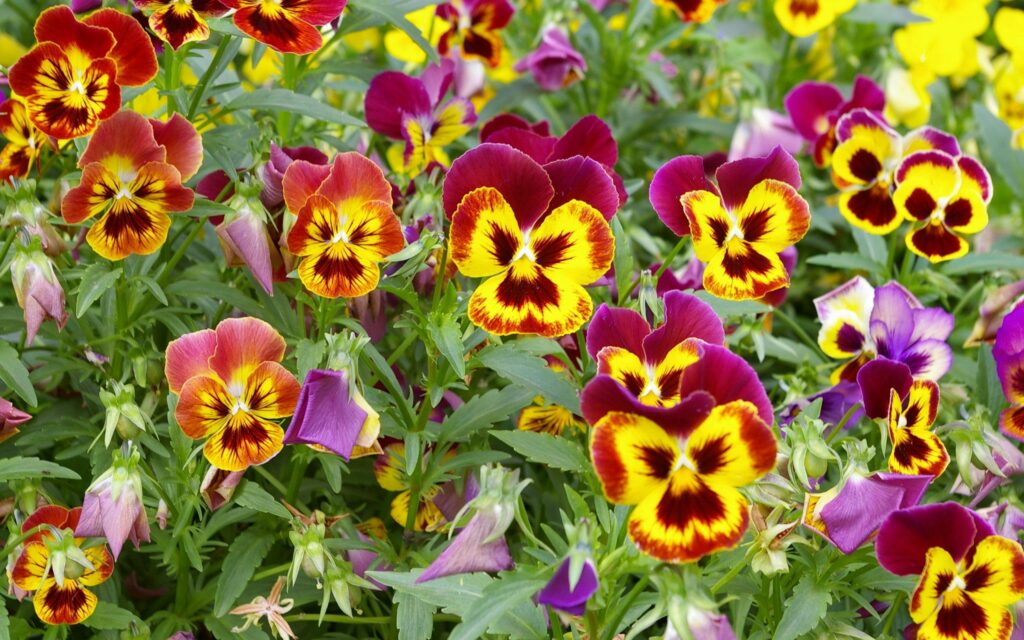 Vibrant Pansies Wallpaper: Colorful Floral Background in Bloom