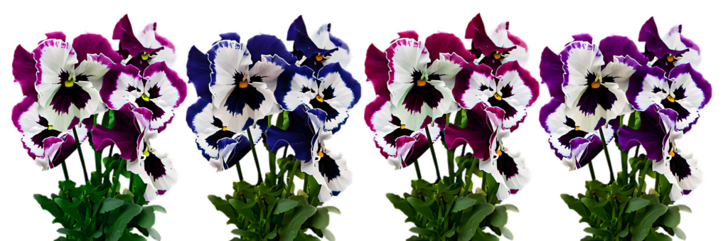 Vibrant Pansy Flower Wallpaper: Purple, Blue & White Design