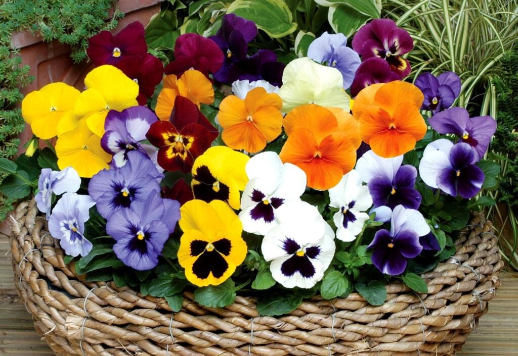 Vibrant Pansy Basket Wallpaper: Colorful Floral Background Art