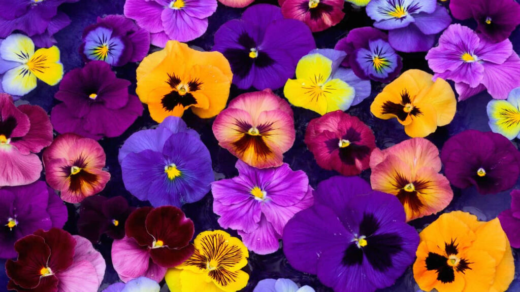 Vibrant Pansy Wallpaper: Colorful Purple, Yellow & Maroon Background
