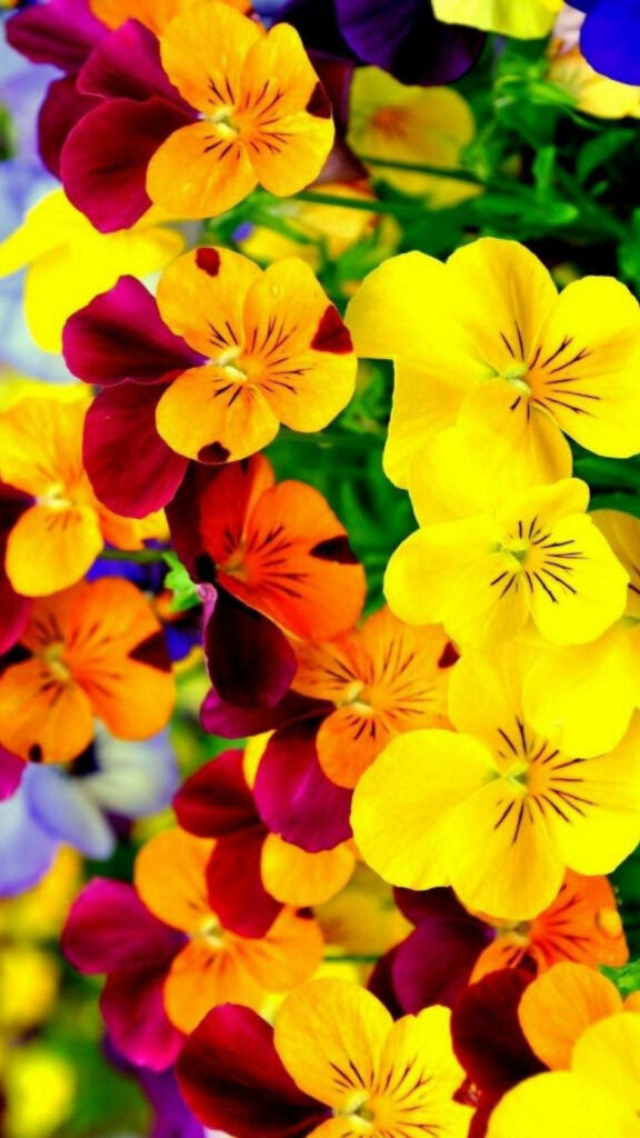 Vibrant Pansy iPhone Wallpaper: Spring Colors in Bloom