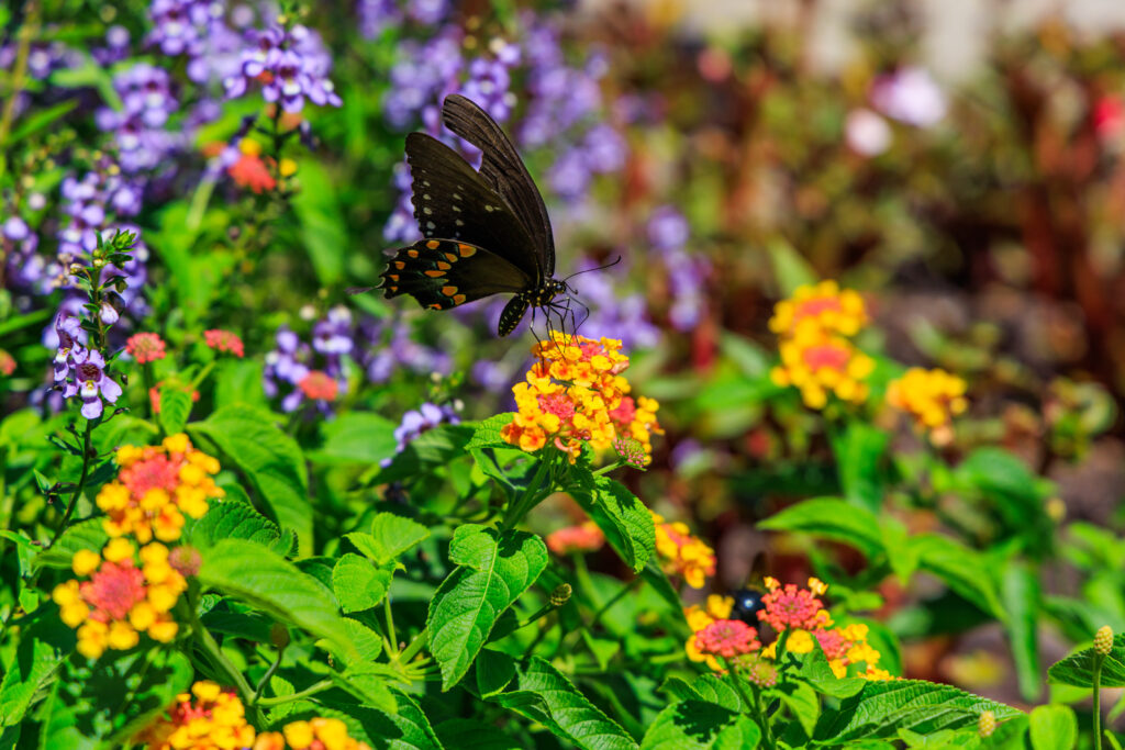 Vivid Papilio Polyxenes Butterfly Wallpaper: Macro Floral Beauty