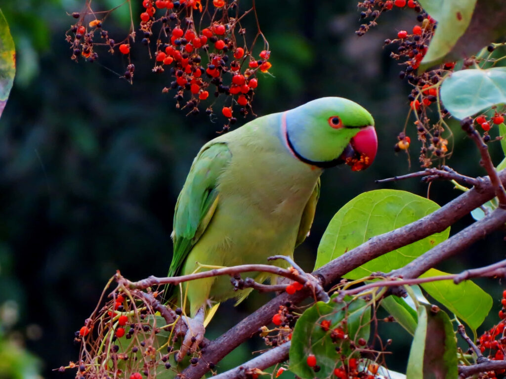 Colorful Parakeet Wallpaper: Vibrant Nature with Red Berries
