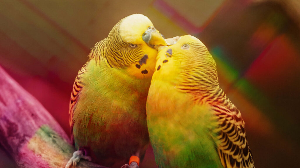 Vibrant Parakeets Share a Kiss in Colorful Wallpaper Background