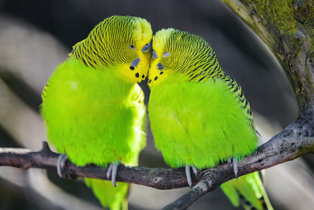 Vibrant Wallpaper of Green Parakeets on a Branch in Nature