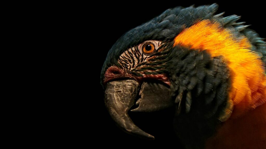 Vivid Close-Up of Colorful Parrot on Dark Background - 1920x1080 Wallpaper