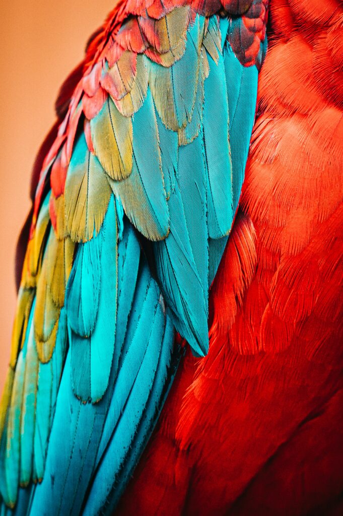Stunning Macro Parrot Wallpaper: Vibrant Feathers & Colors