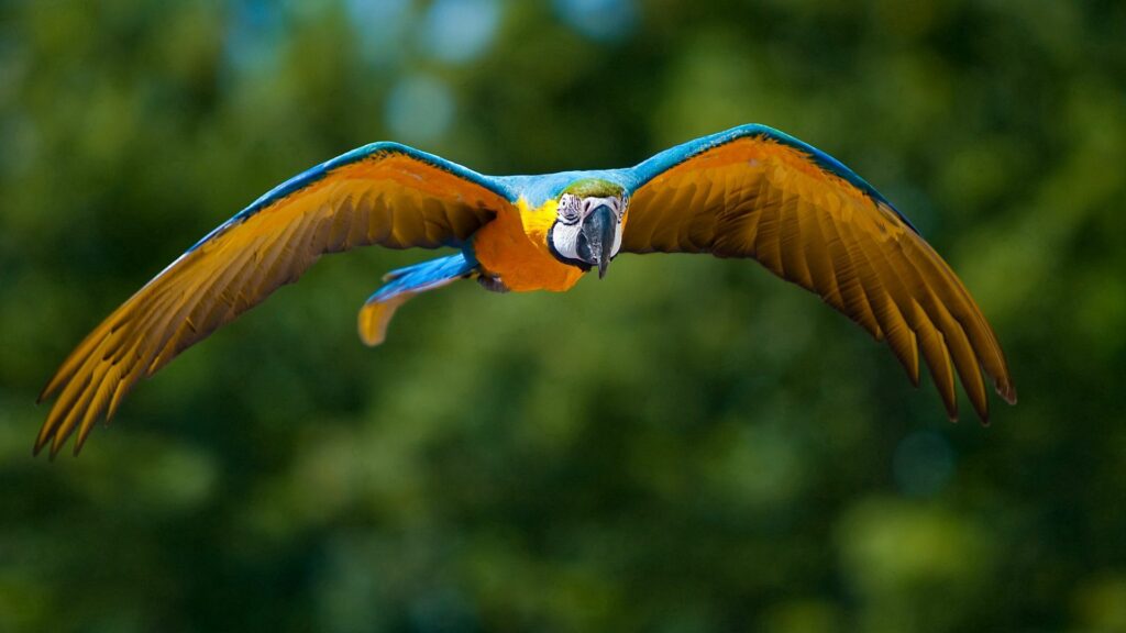 Vibrant Parrot Wallpaper 1920x1080: Colorful Mid-Flight Motion
