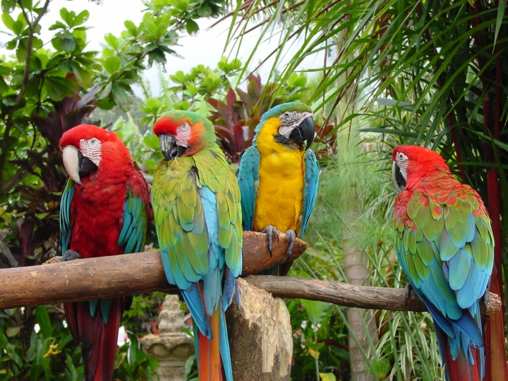 Four colorful macaws perched on a branch in lush tropical rainforest high-resolution wallpaper